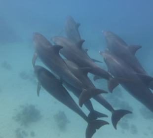 Delfinausflug mit Mo