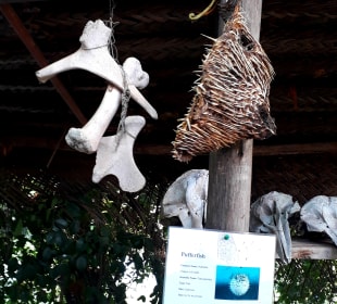 Mnarani Marine Schildkröten Conservation