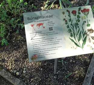 Botanischer Garten München