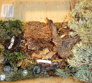 Ameisennest im Naturmuseum
