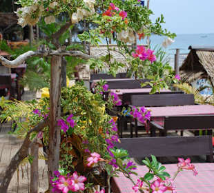 Schöne Pflanzen und Blumen im Lokall