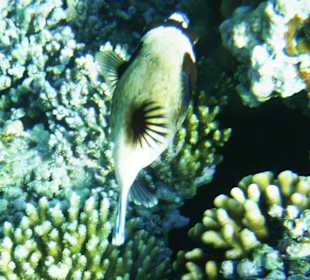 Kugelfisch im roten Meer