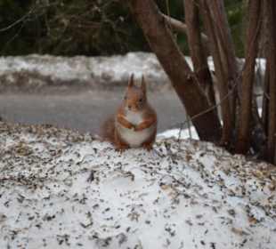 Freilichtmuseum Skansen