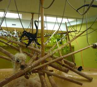 Klammeraffen Innengehege