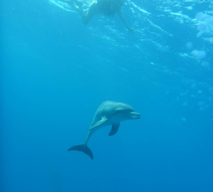 SimSim Rotes Meer Mai 2017