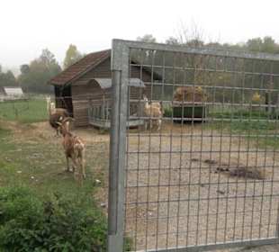 Erlebnisbauernhof und Wildgehege