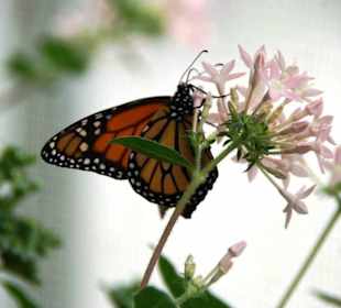 Schmetterlingshaus na ist doch was