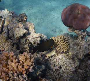 Schnorcheln Soma Bay 