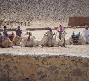 Quad Tour - Beduinendorf