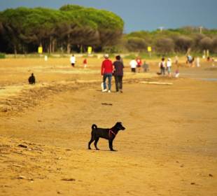 Viele Hundebesitzer am Strand