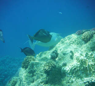 Unterwasserwelt Hausriff