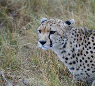 Gepard