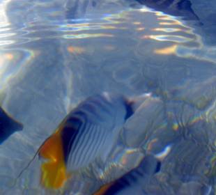 Schnorcheln El Quseir