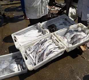 Frischer Fisch, direkt aus dem Meer