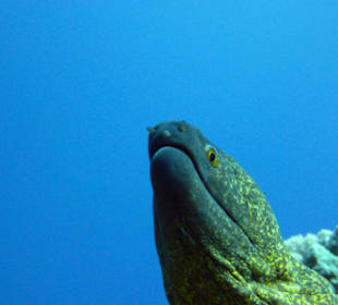 Yellowmargin Moray