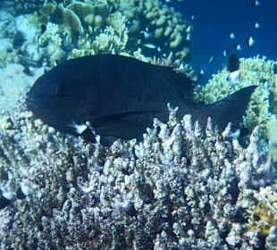 Riff-Fische in praller Vielfalt