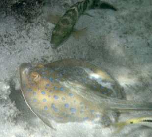 Unerwartete aktive Schönheiten in Strandnähe