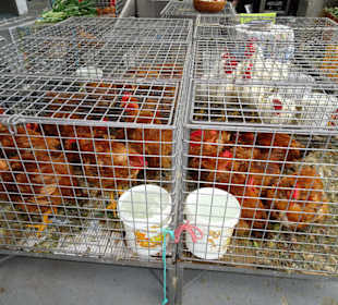 Geflügel im Marktteil der Halle