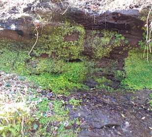 Rodalber Felsenwanderweg in Rodalben