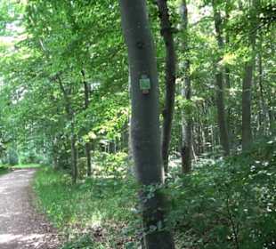 Premiumwanderweg "hochgelegen"