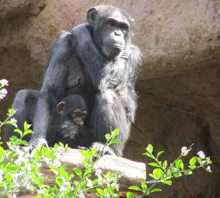 Mama Schimpanse mit Baby