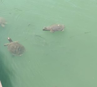 Schildkröten am Hafen