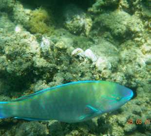 Подводный мир рифа Хилтона