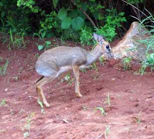 Leopardenfrühstück