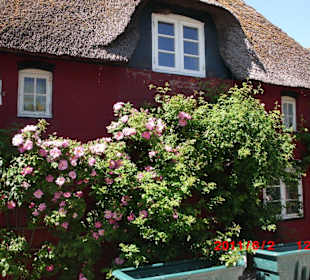  Ponyhof Süderhörn auf Hallig Langeneß