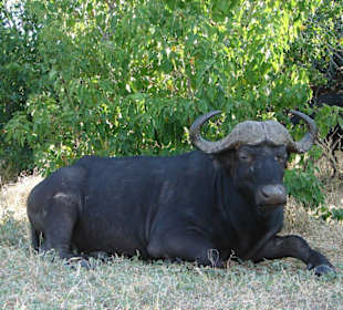 Kaffernbüffel am Wegrand