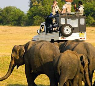 Minneriya , kawudulla safari park