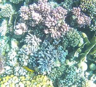 Schnorcheln Makadi Bay