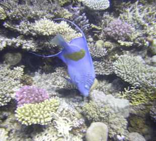 Tauchgebiet Dolphin House