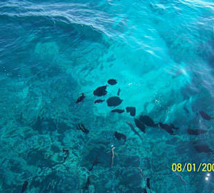 Wunderschöne Fische