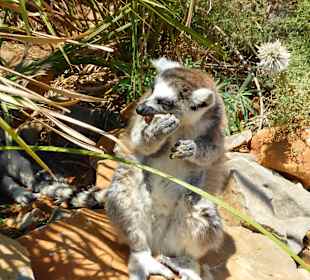 Wybiega dla lemurów - dostępny dla turystów
