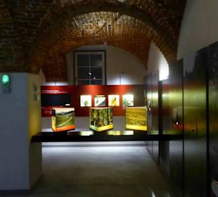 Fledermausmuseum im Untergeschoss
