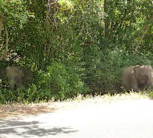 Wilde Elefanten auf dem Weg nach Polonnaruwa