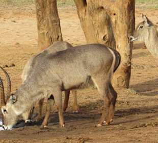 Wasserböcke am Wasserloch