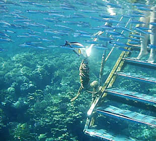 Schnorcheln am Riff vom Magic Tulip Resort (02/2018)