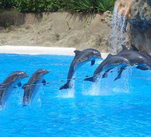 Delfinshow