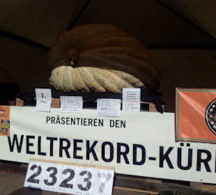 Kürbisausstellung (über 1000kg!)