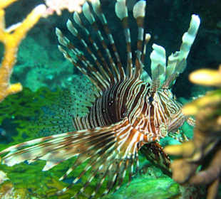 Rotfeuerfisch
