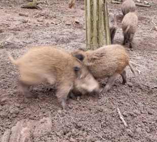 Etwas Kampf ist immer drin