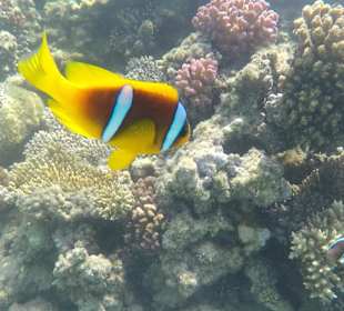 Rotmeer Anemonenfisch