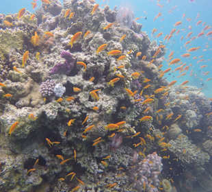 Fischschwarm am Hausriff