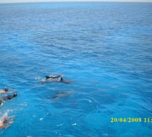 Schnorcheln mit Delfinen