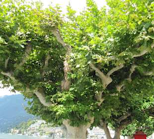 Seepromenade Lago Maggiore
