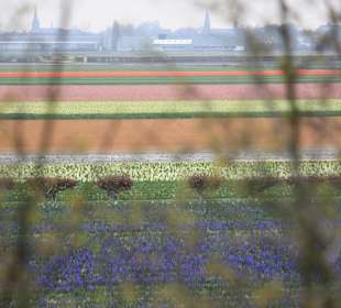 Tulpenfelder vor dem Keukenhof