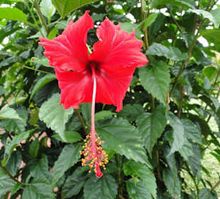 Wildlife Expeditions