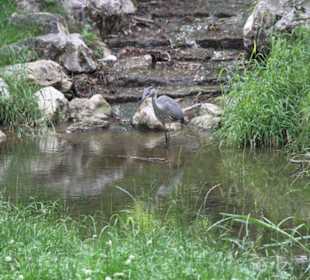 Ein Reiher beim Fischen